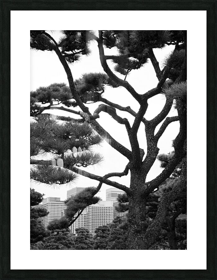 Kokyo Gaien Branches Impression et Cadre photo