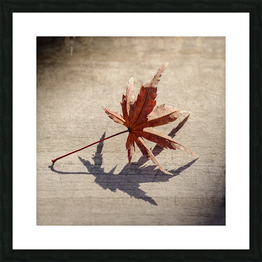 Fallen Beauty Impression et Cadre photo