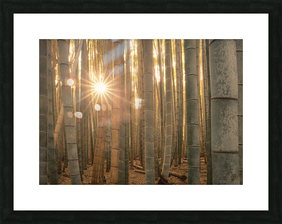 Sunlight in the Bamboo Forest Picture Frame print
