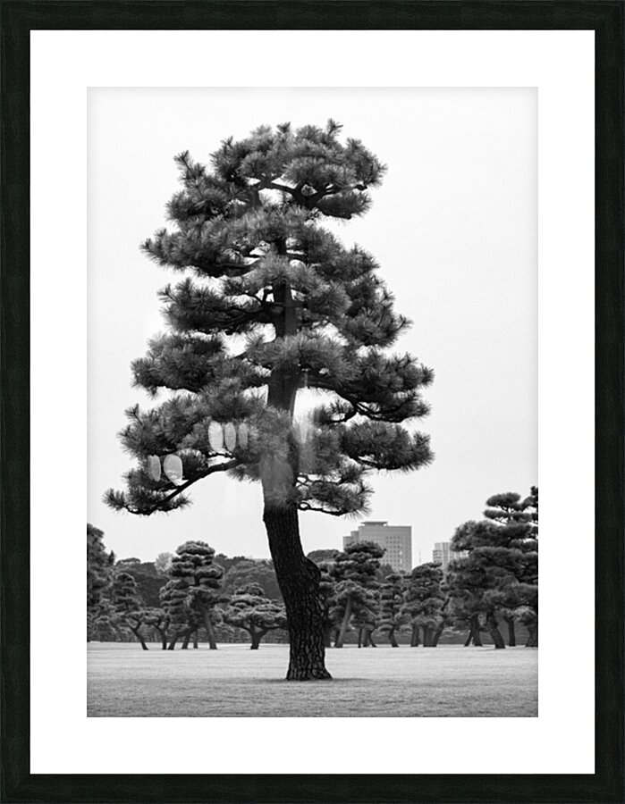 Japanese Black Pine Tree Picture Frame print