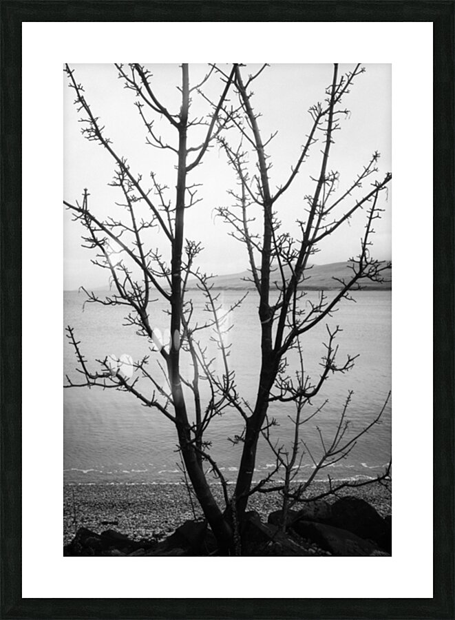 Islay Tree Picture Frame print