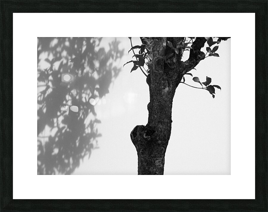Nijo Castle Tree Picture Frame print
