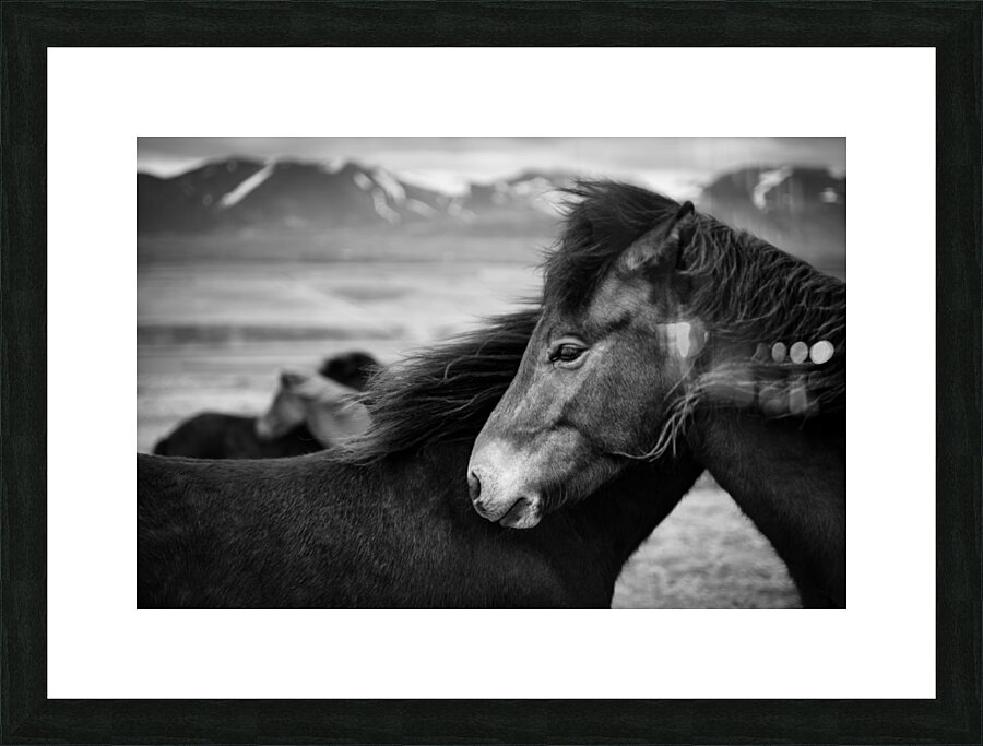 Icelandic Horses Impression et Cadre photo