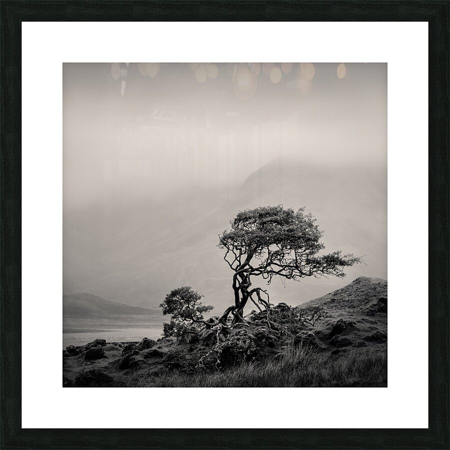 Skye Tree Picture Frame print
