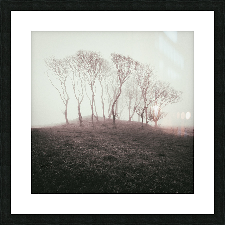Misty Trees Picture Frame print