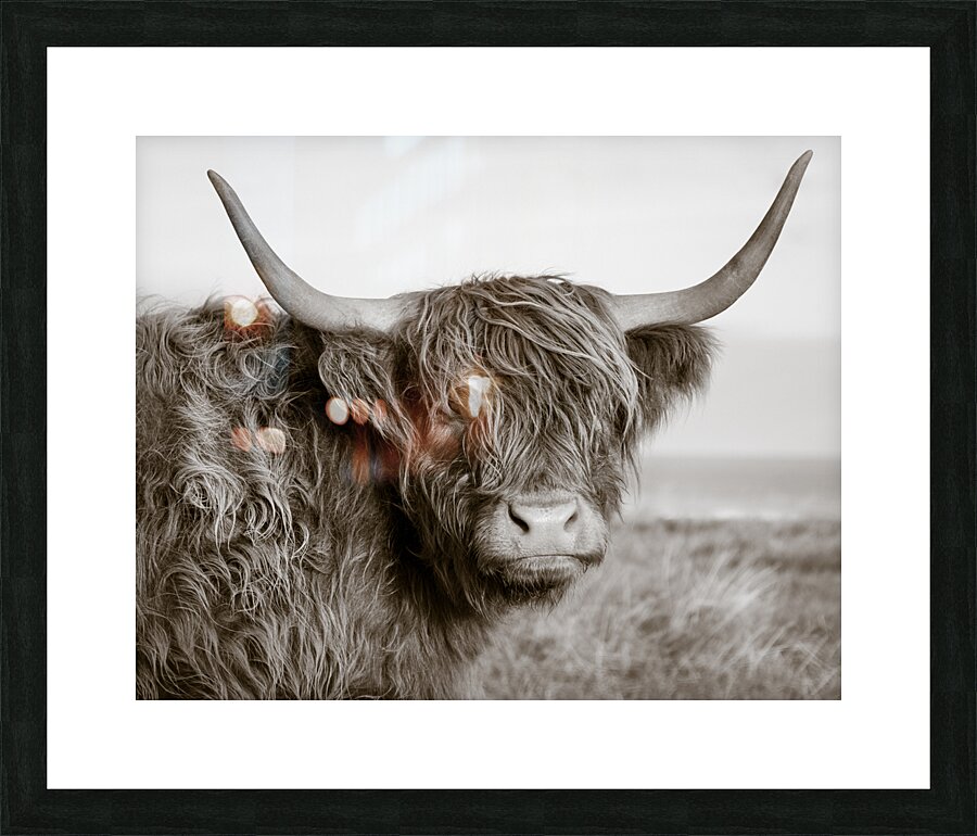 Highland Coo Impression et Cadre photo
