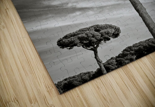 Roman Forum Trees Dave Bowman puzzle
