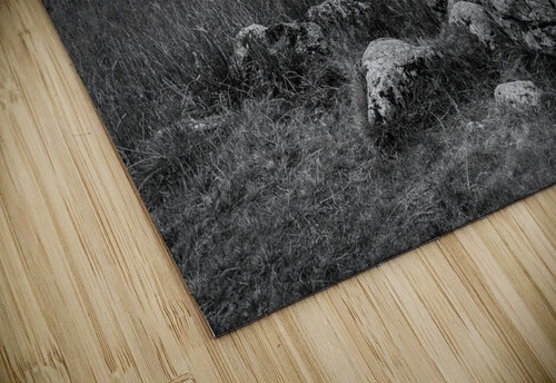 Blackrock Cottage Dave Bowman puzzle