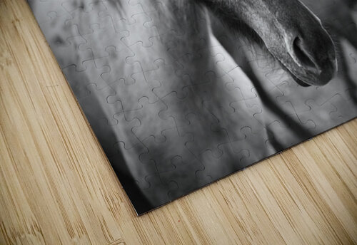 Icelandic Horse Dave Bowman puzzle