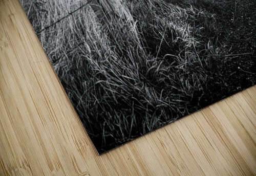 Path to Slains Castle Dave Bowman puzzle