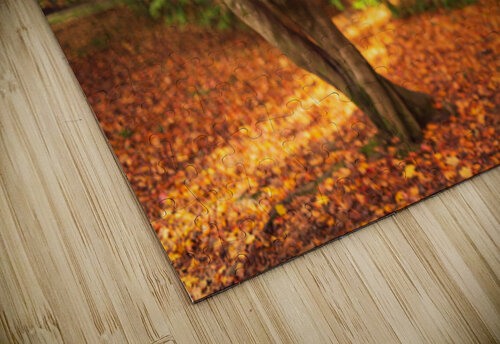 Maple Autumn Beauty Dave Bowman puzzle