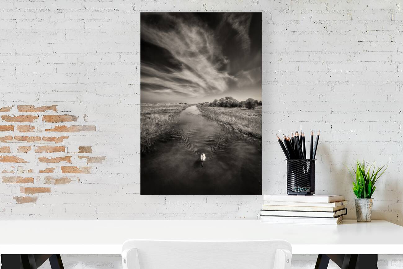 White Swan Reproduction