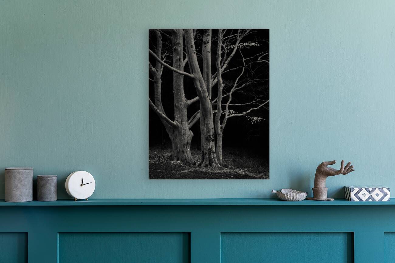 Beech Tree Reproduction