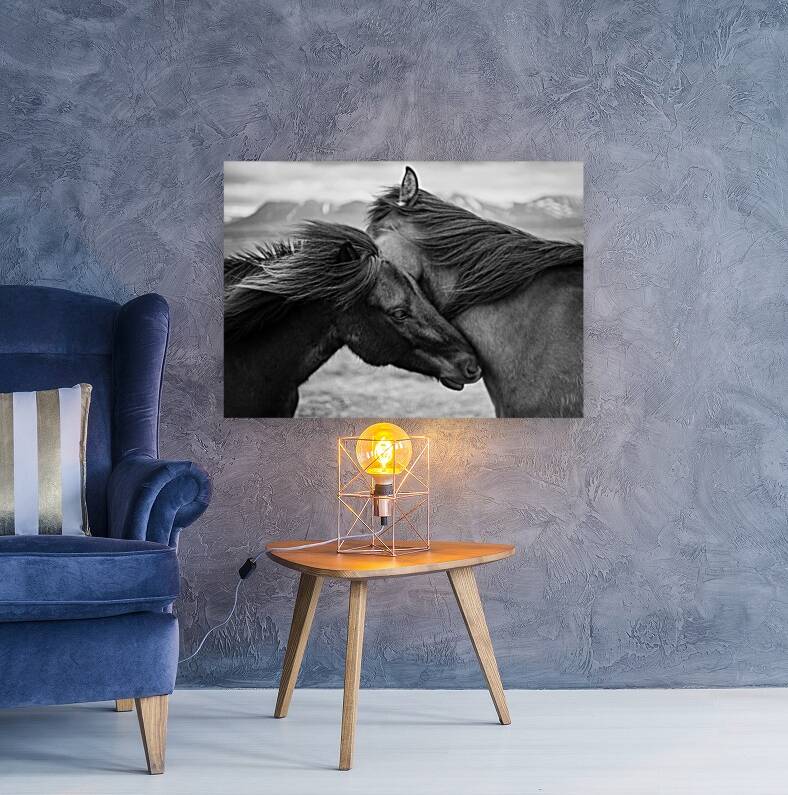 Wild Icelandic Horses Reproduction