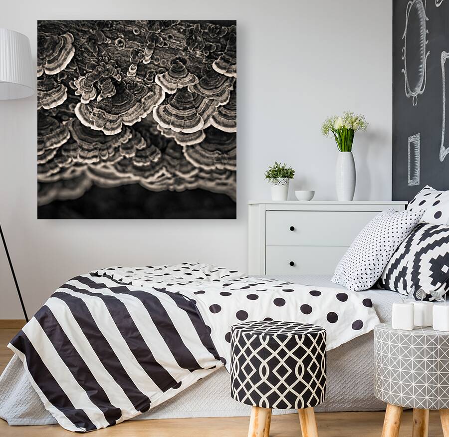 Bracket Fungi Reproduction