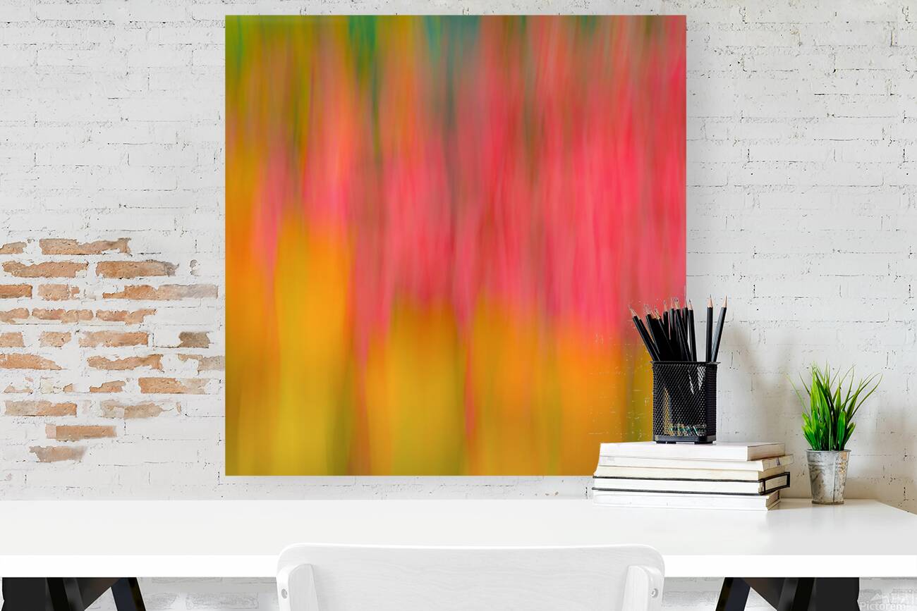 Tulips in Motion Reproduction