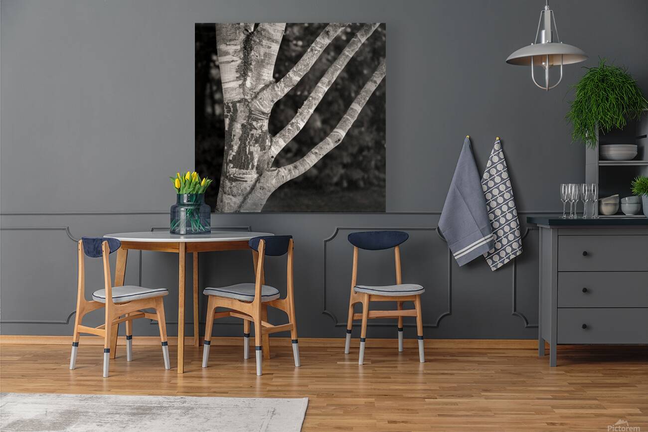 Burghley Birch Tree Reproduction