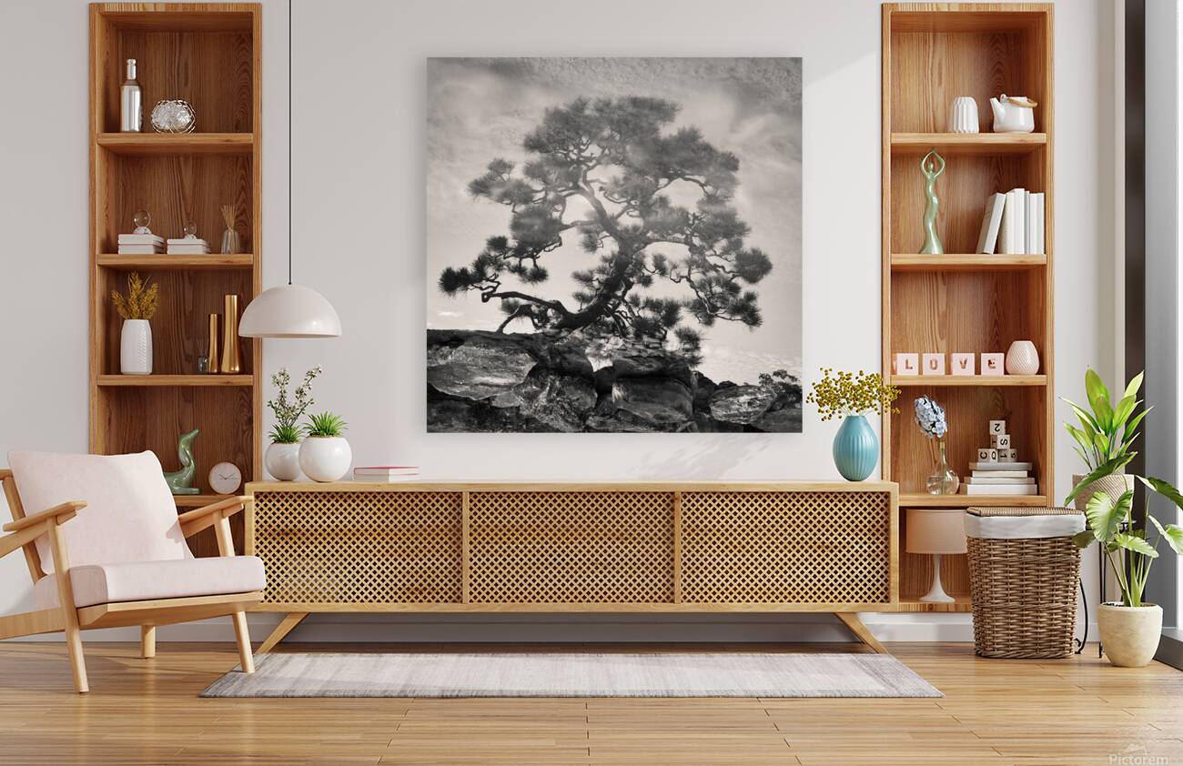 Pine Bonsai Reflection Reproduction