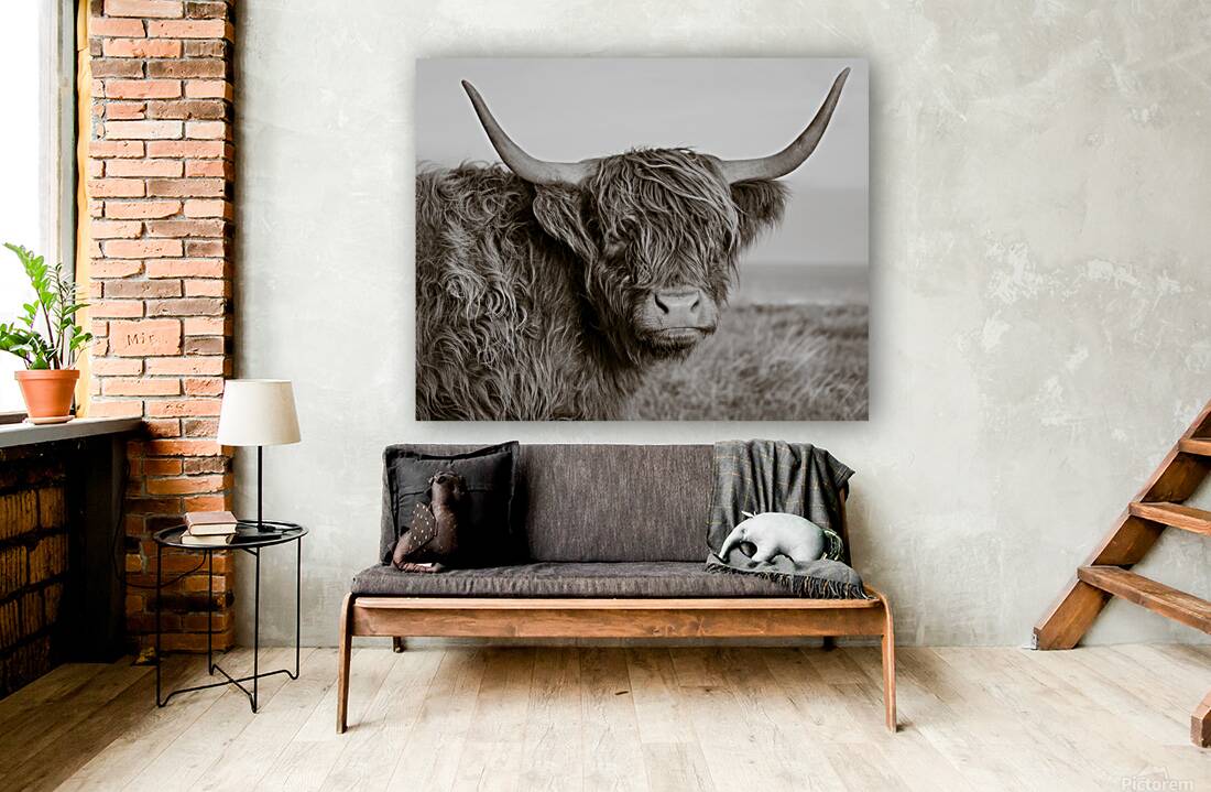 Highland Coo Reproduction