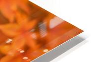 Leaves of Amber HD Metal print