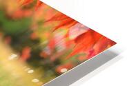 Autumn Japanese Maple HD Metal print