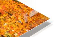 Maple Autumn Beauty HD Metal print