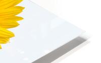 Sunflower HD Metal print