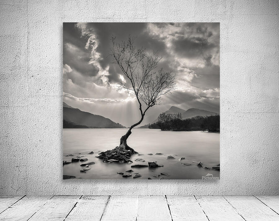 The Lonely Tree Wall Preview