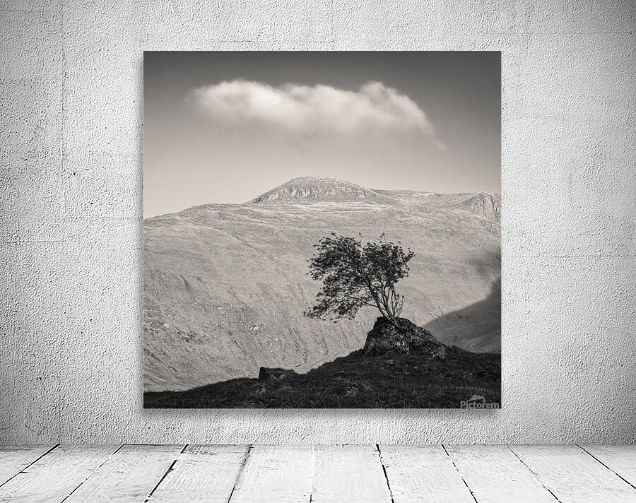 Glen Shiel Tree Wall Preview