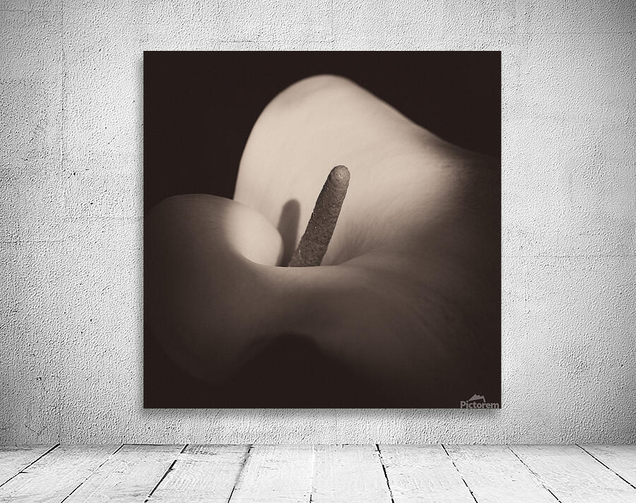 Calla Lily Wall Preview