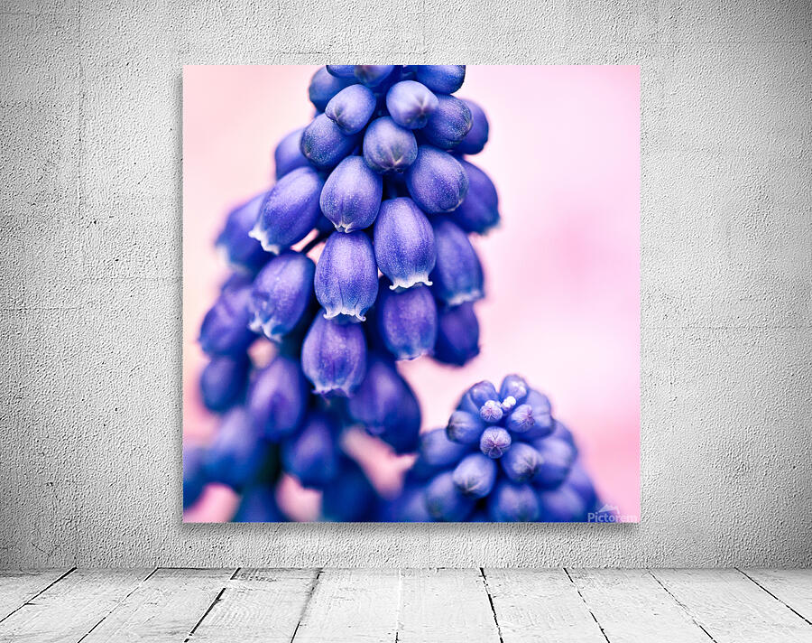 Muscari Buds Wall Preview