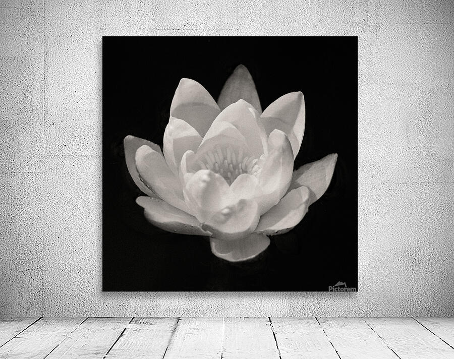 Water Lily Wall Preview