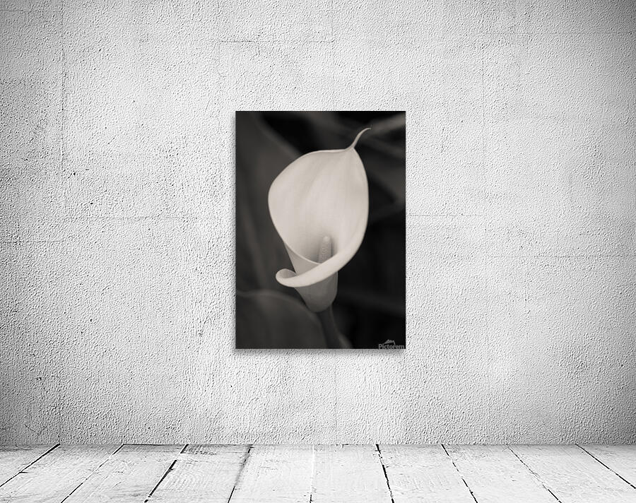 Calla Lily Bloom Wall Preview