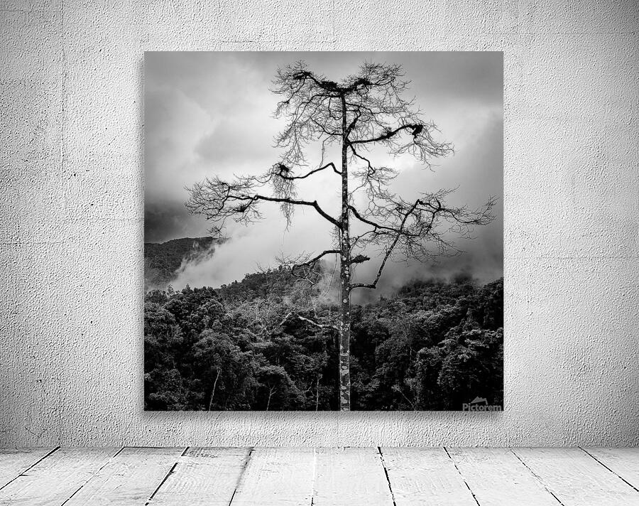 Solitary Tree Wall Preview