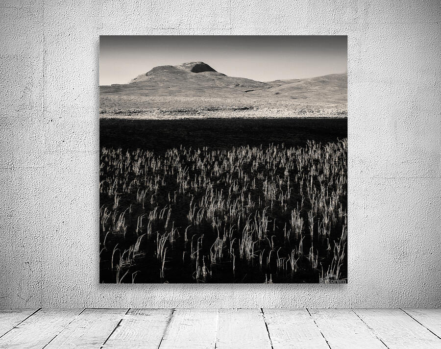 Loch Awe Reeds Wall Preview