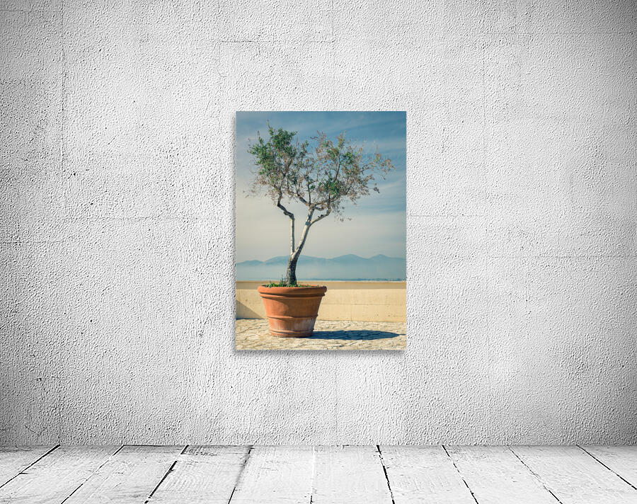 Olive Tree Wall Preview