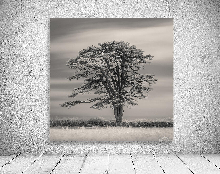 Llansteffan Cedar Tree Wall Preview