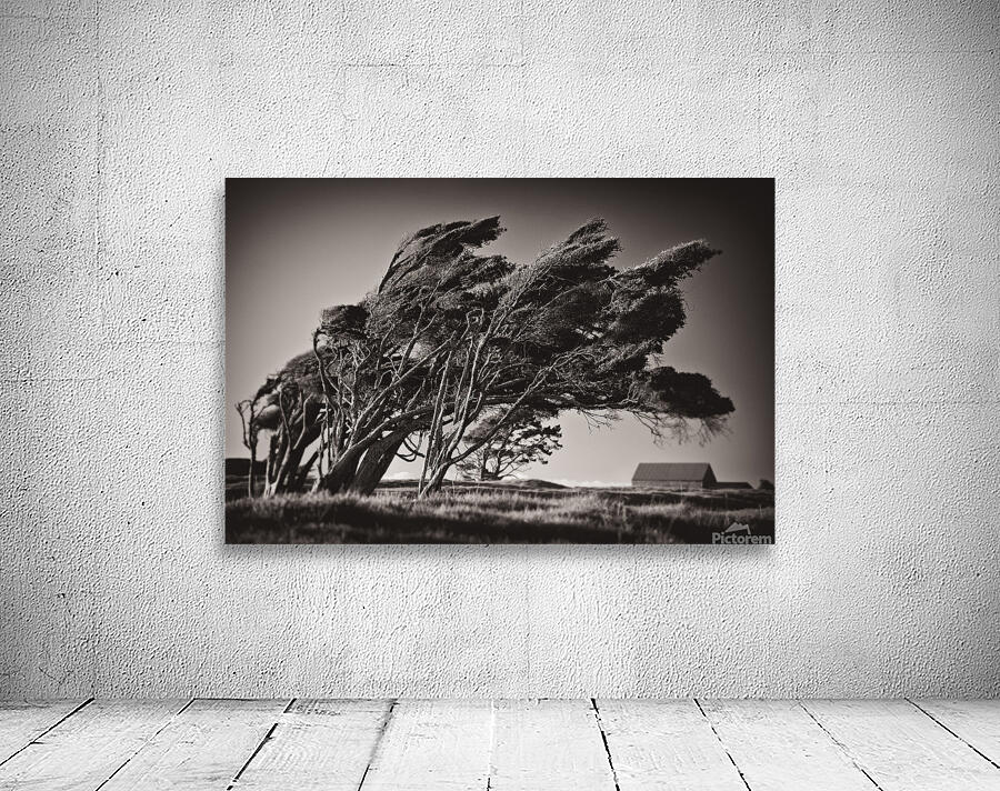 Windswept Trees Wall Preview