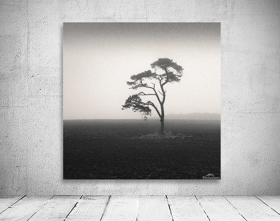 St Cyrus Tree Wall Preview