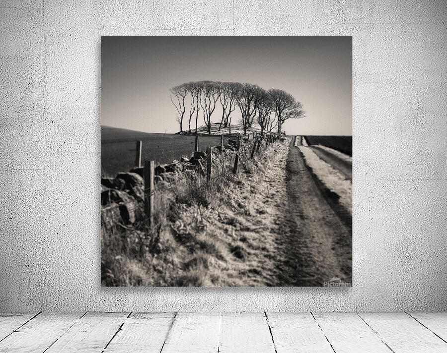 Fields End Grove Wall Preview