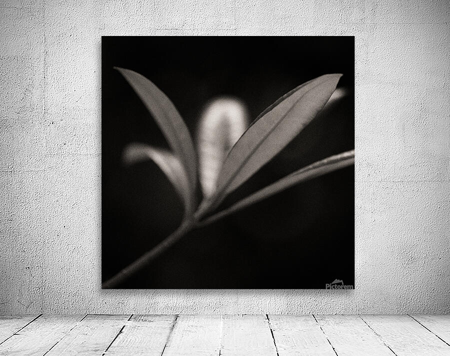 Woodland Study 6 Wall Preview