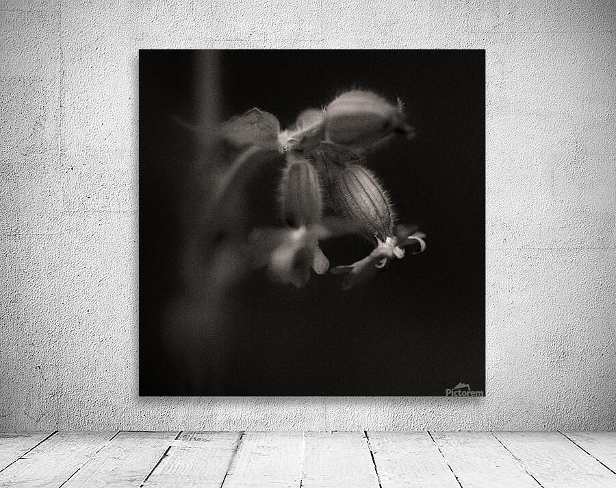 Woodland Study 9 Wall Preview