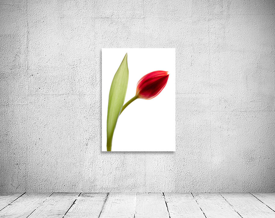Red Tulip Wall Preview