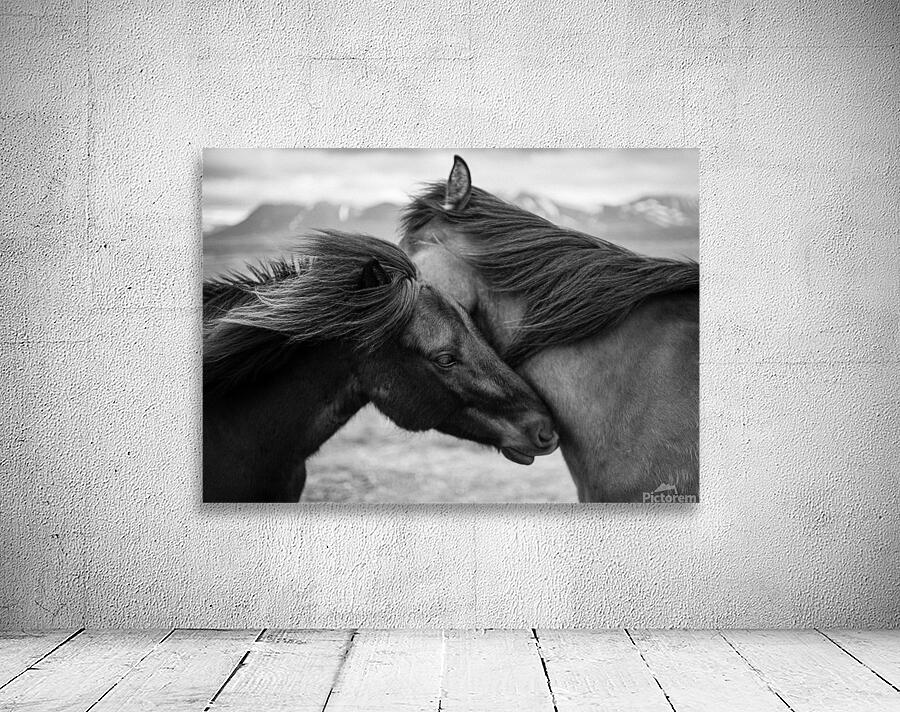 Wild Icelandic Horses Wall Preview