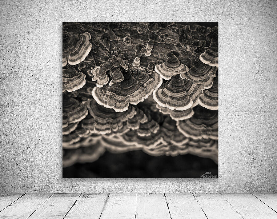 Bracket Fungi Wall Preview