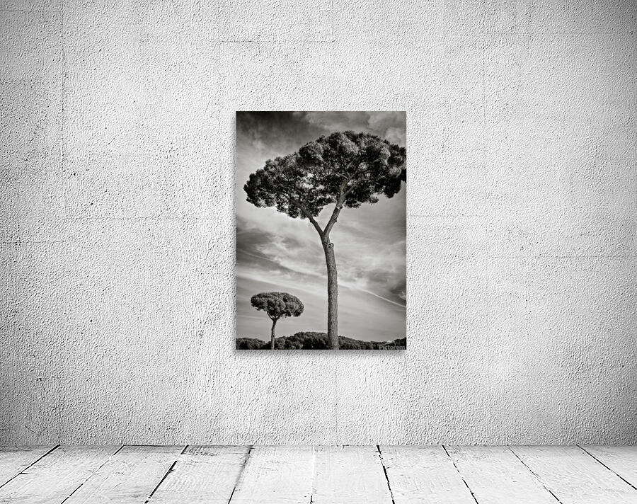 Roman Forum Trees Wall Preview