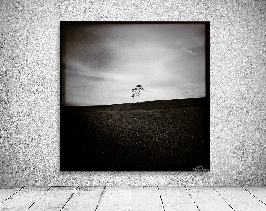 Field Tree Wall Preview