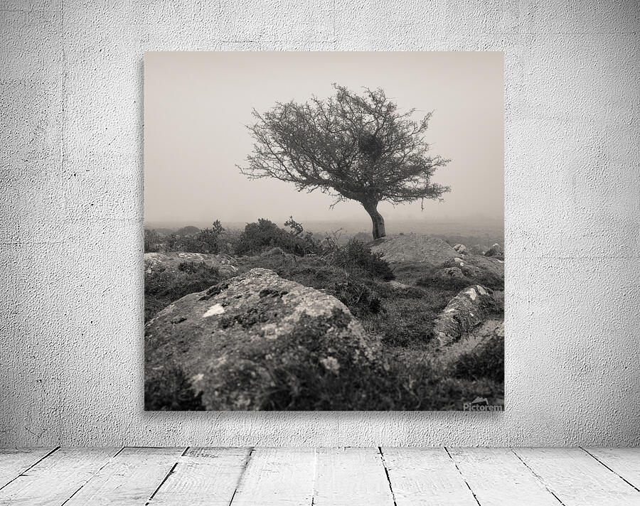 Dartmoor Tree Wall Preview