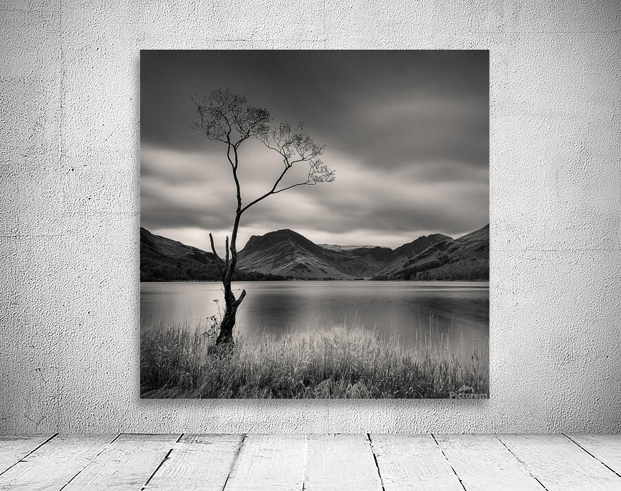 Buttermere Tree Wall Preview