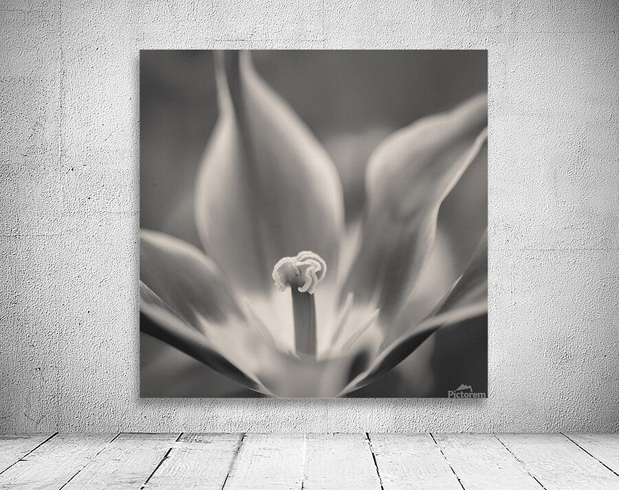 Tulip Pistil Wall Preview